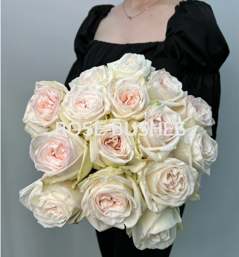���� �'����. White OHara (��, ������)